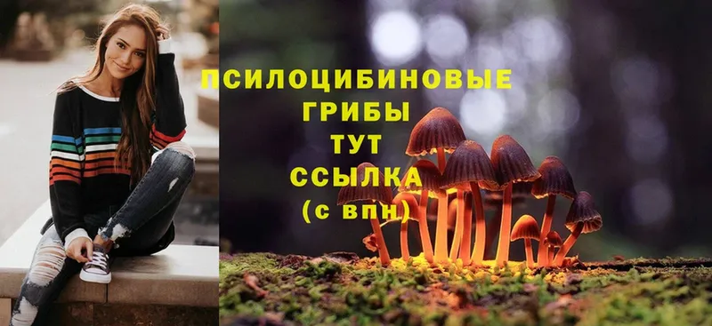 закладка  Ипатово  Псилоцибиновые грибы Psilocybine cubensis 